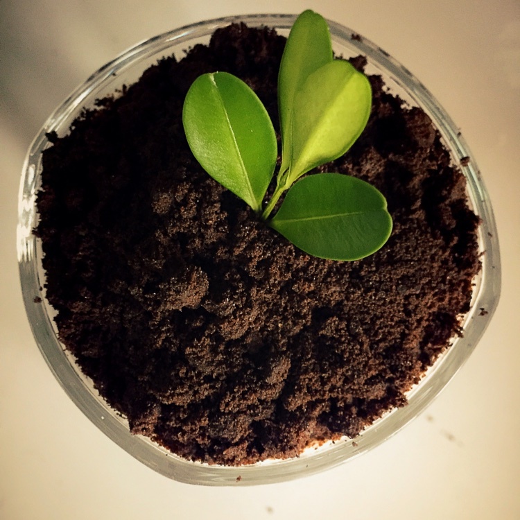 酸奶盆栽/继续延续小清新风/治愈系甜品