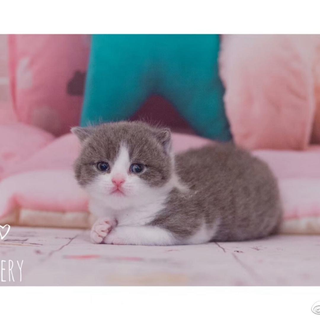 厨神是我没错的