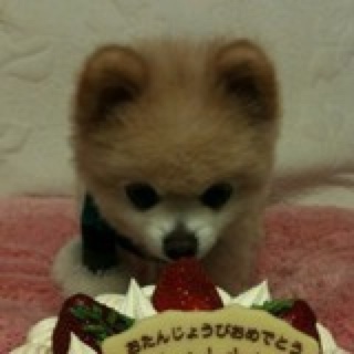 芥末小超人