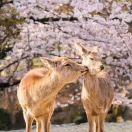 夜空中最亮的星Lynn