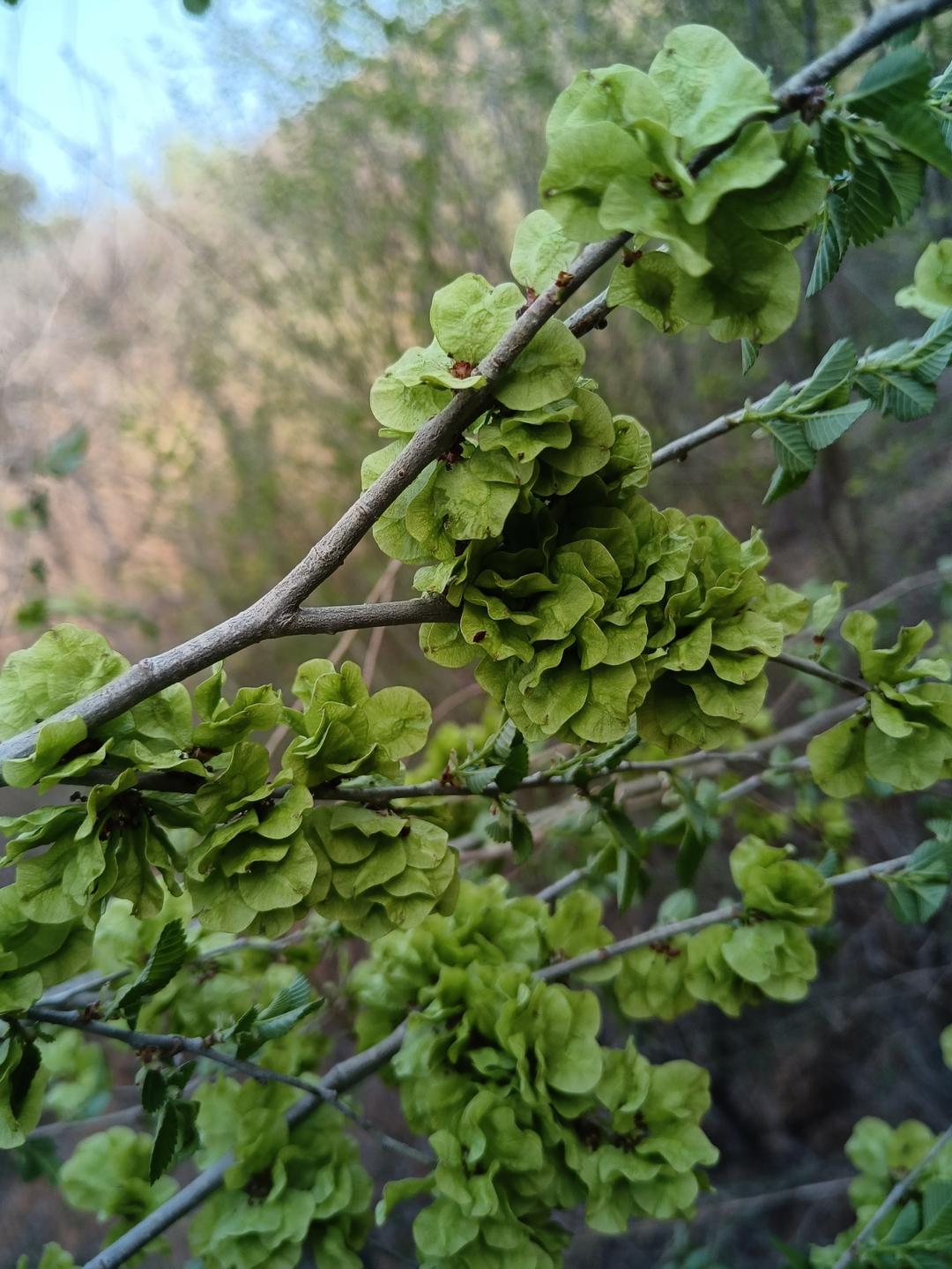 榆钱的做法和保存方法