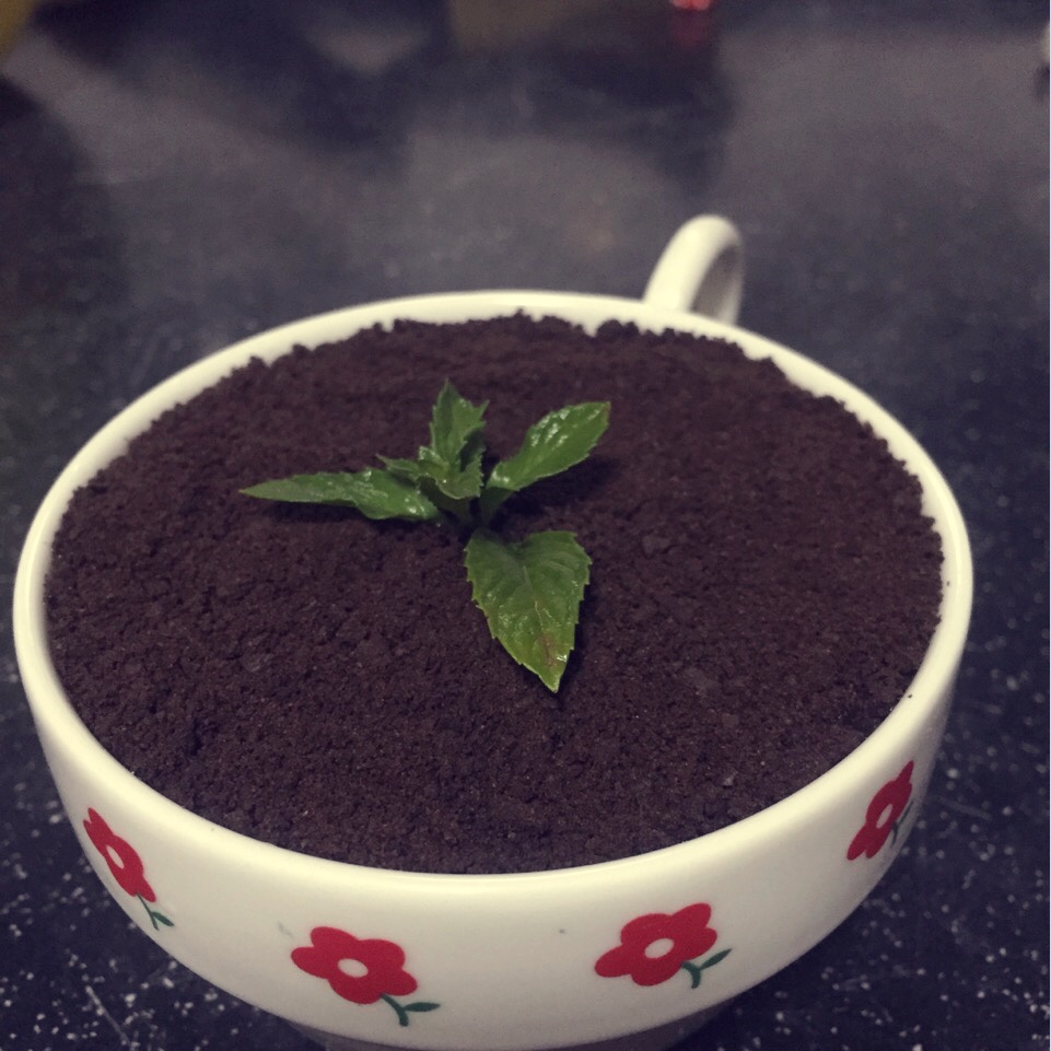 酸奶奥利奥水果盆栽