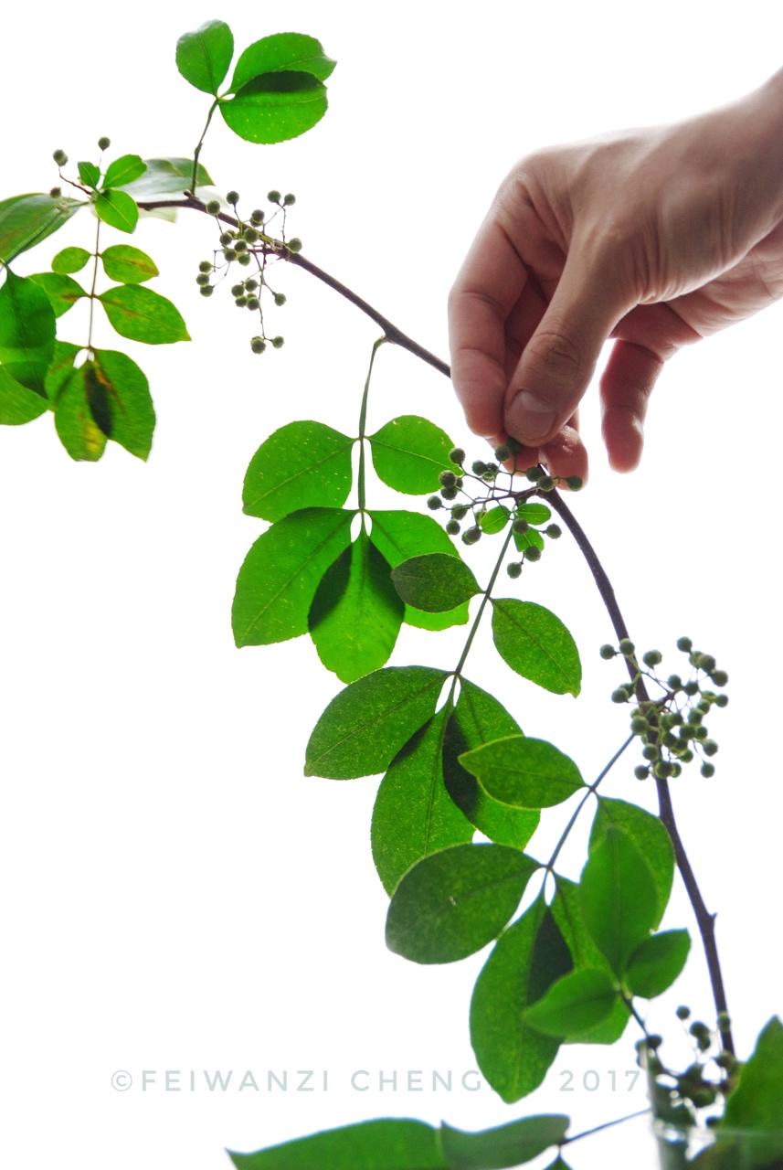 新鲜花椒的保存方法
