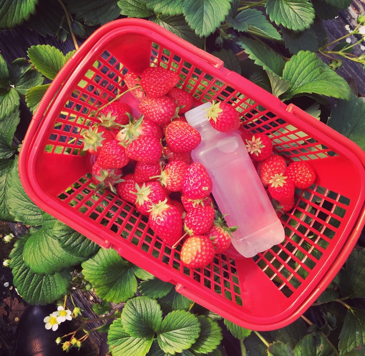 今冬第一颗草莓