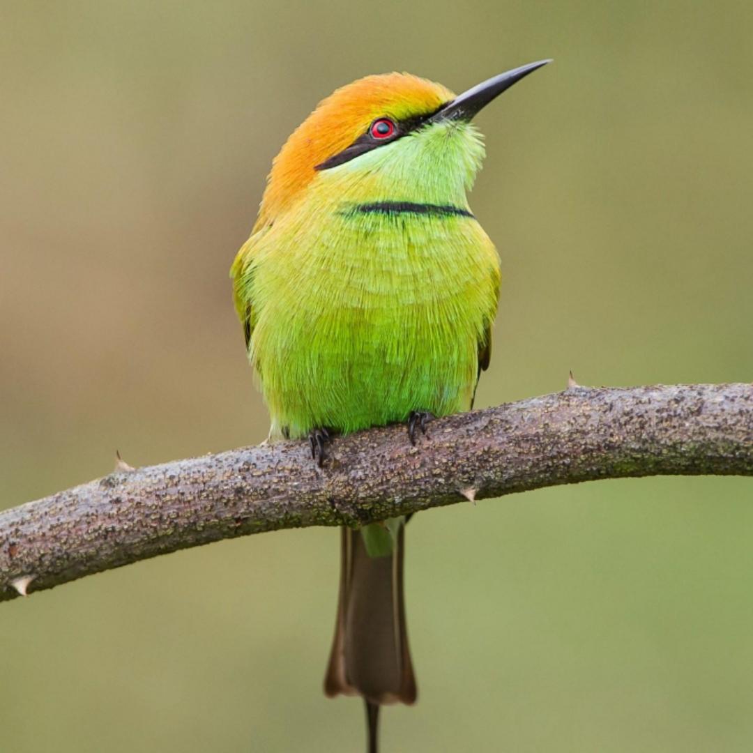 一早起吃虫的鸟