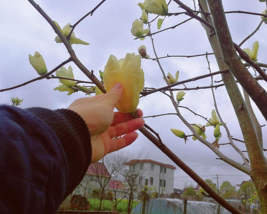 把春天吃进肚子里的辛夷花鸡蛋饼的做法步骤图 蓝洛凌 下厨房