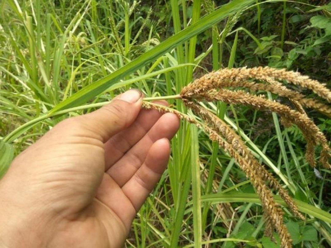 新化糁子粑