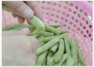 干煸四季豆的做法 步骤2