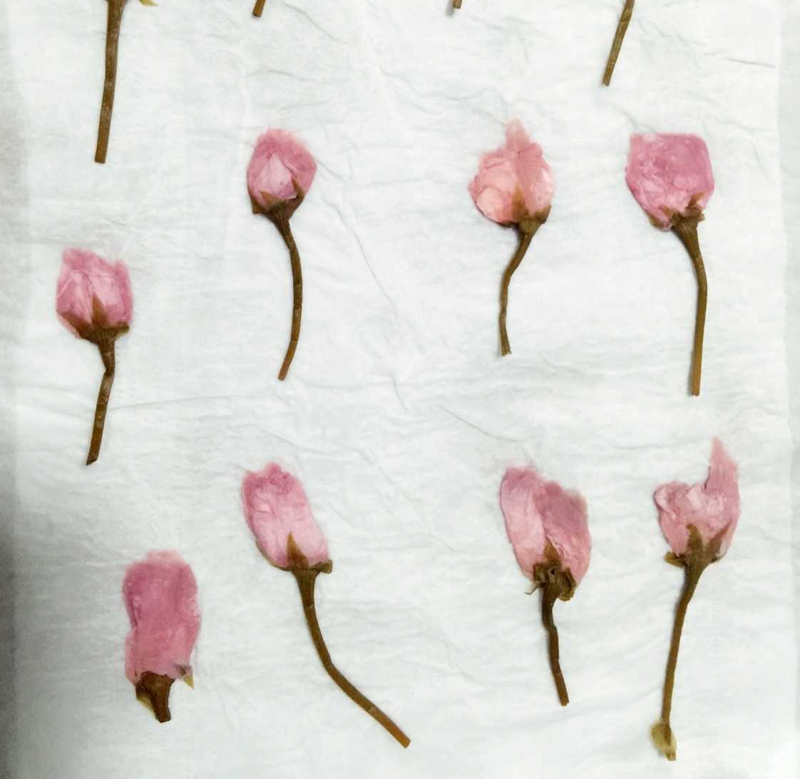 盐渍樱花