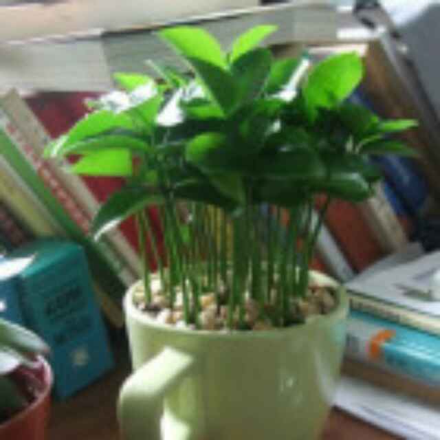 wen小妖