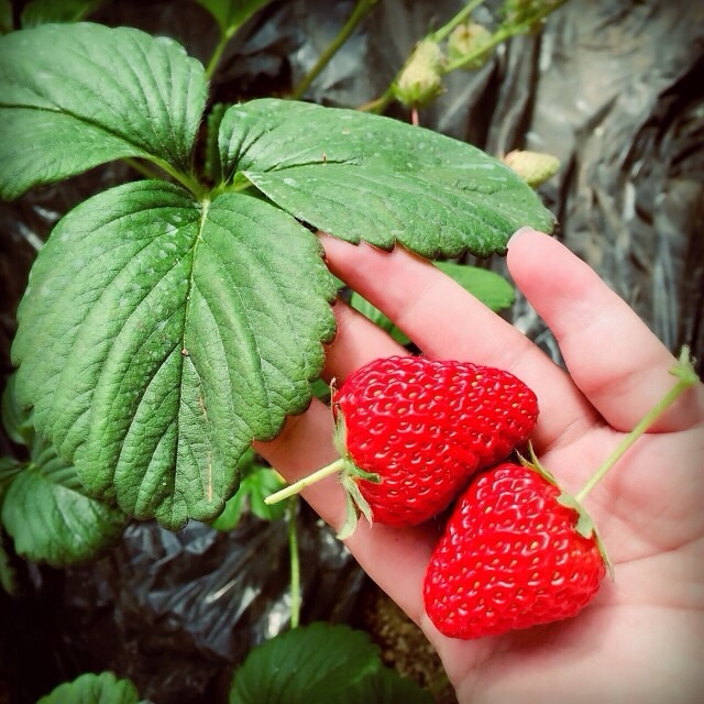 采摘草莓的季节的做法