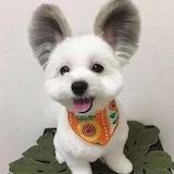 Max向前冲