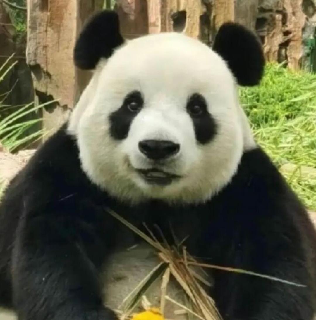 手机用户6321_bisf