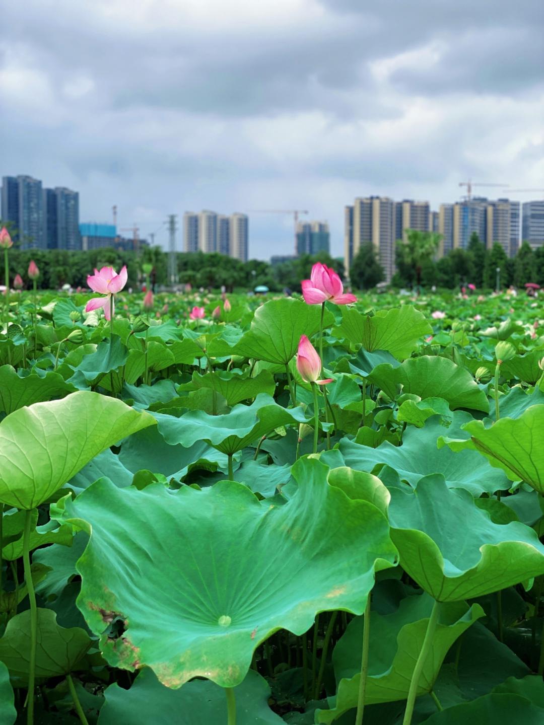 花一样的青春年华