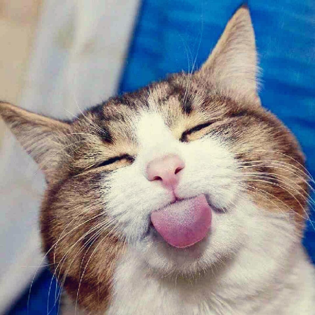 嗷大喵喵爱吃饭