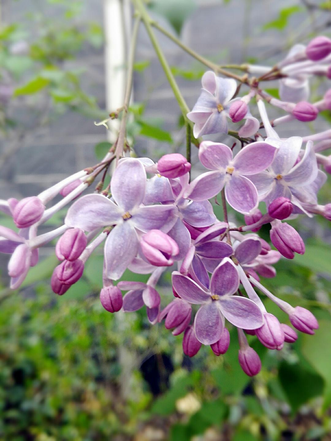 🌹🌹花 花 世 界 🌹🌹