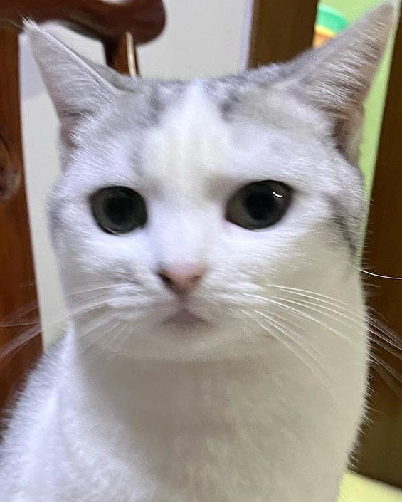 毛咪至上主义
