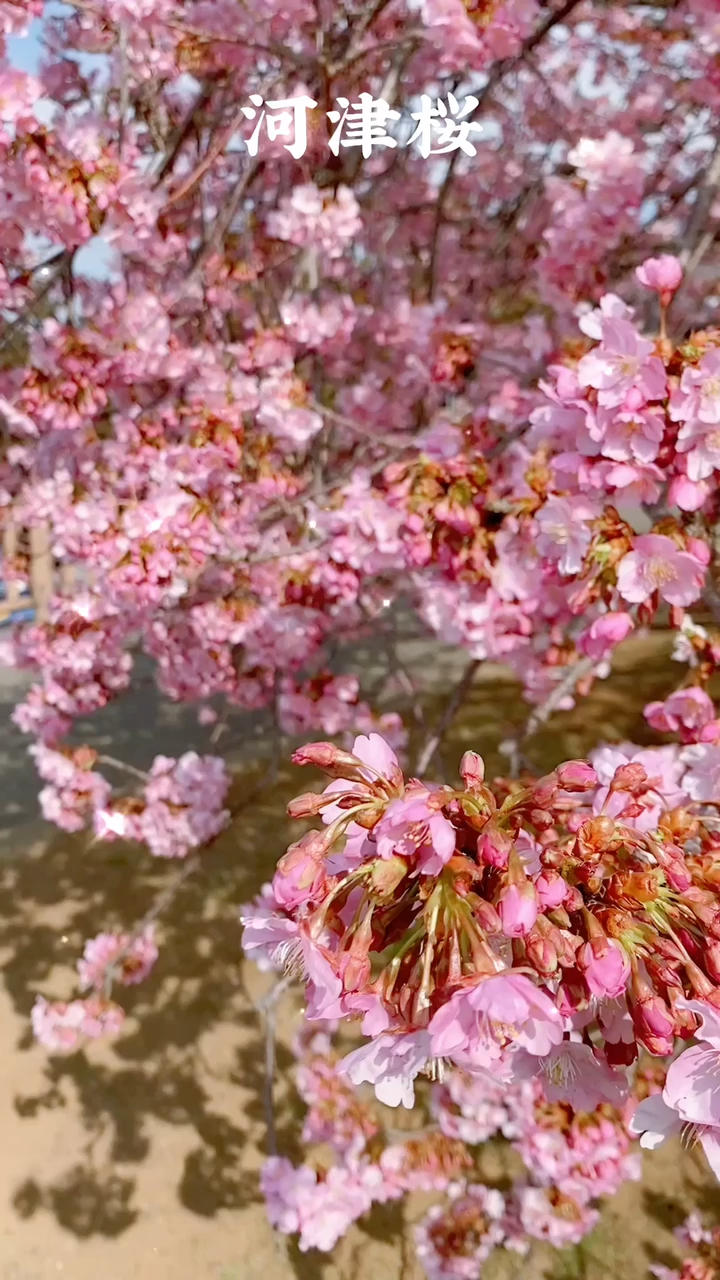 赏（樱）花纪行
