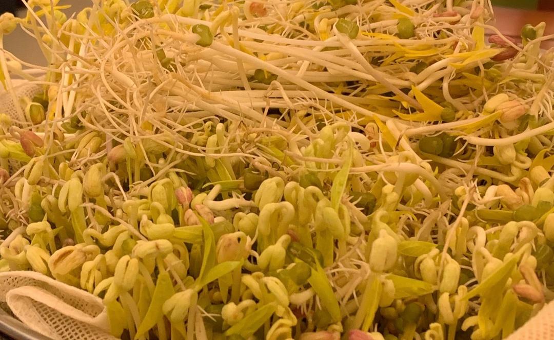 自制豆芽