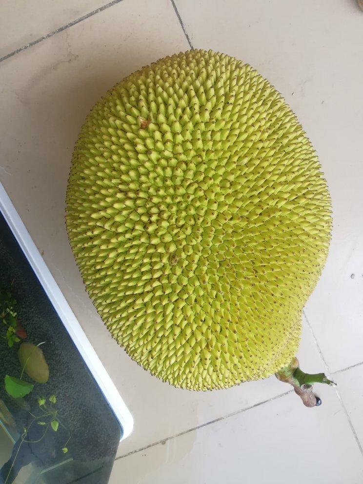 戚风