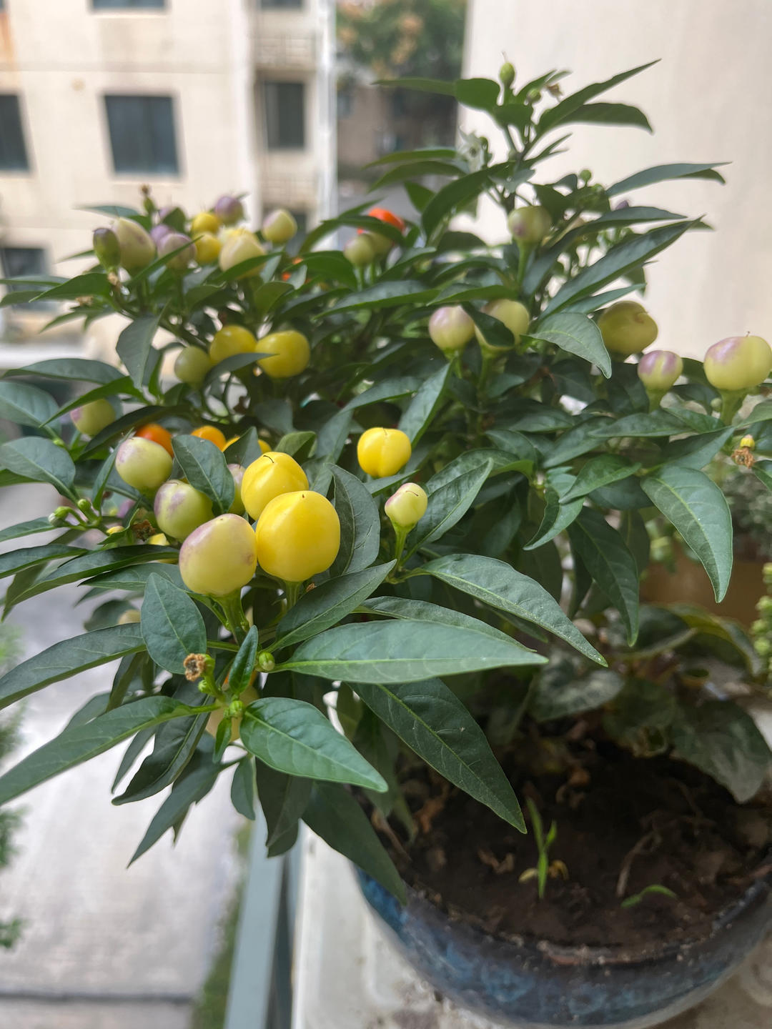 爆腌青菜炒毛豆