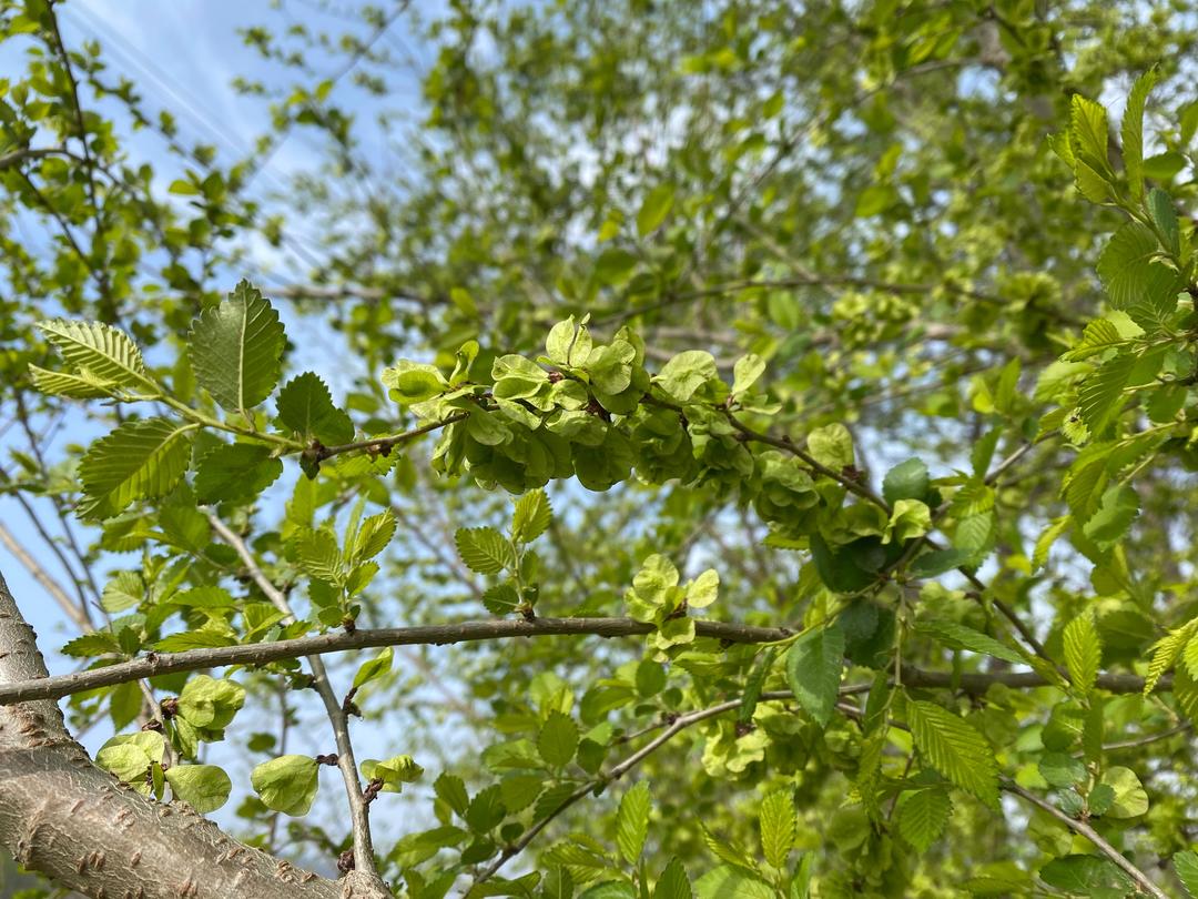 绿色塔钱的做法