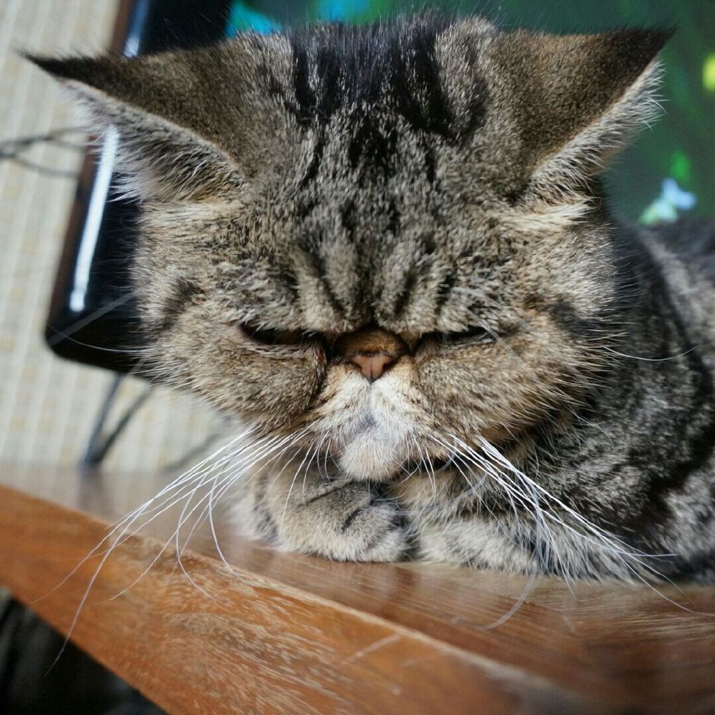 剁手小分队队长TT