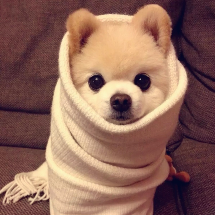 小何在流