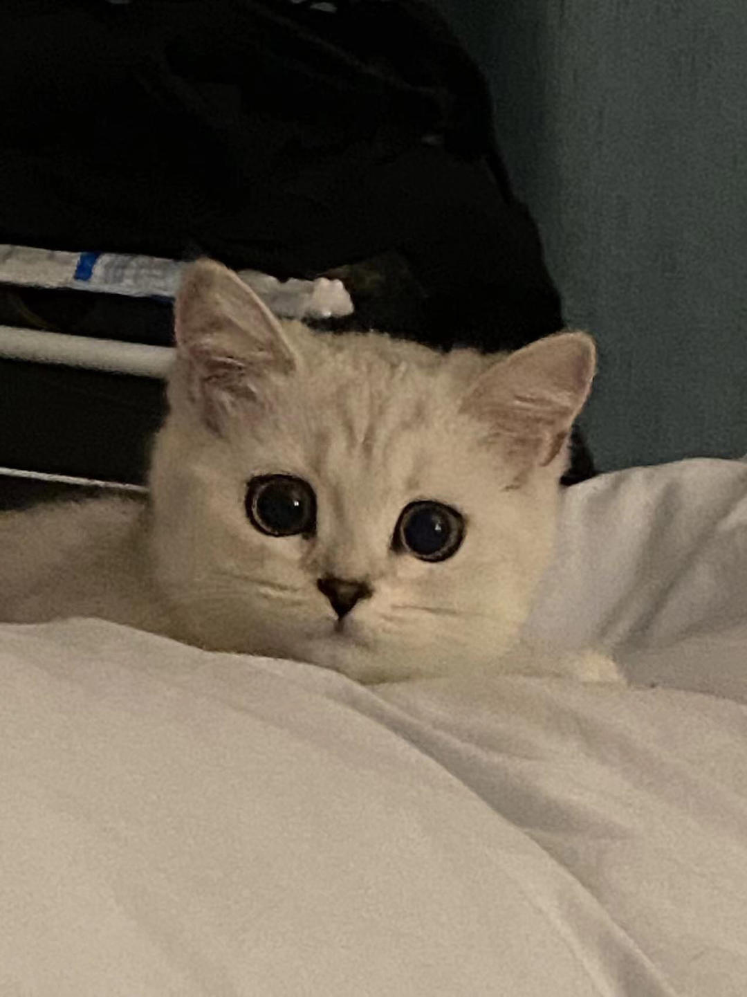 小熊一西