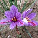 甘肃藏红花种植