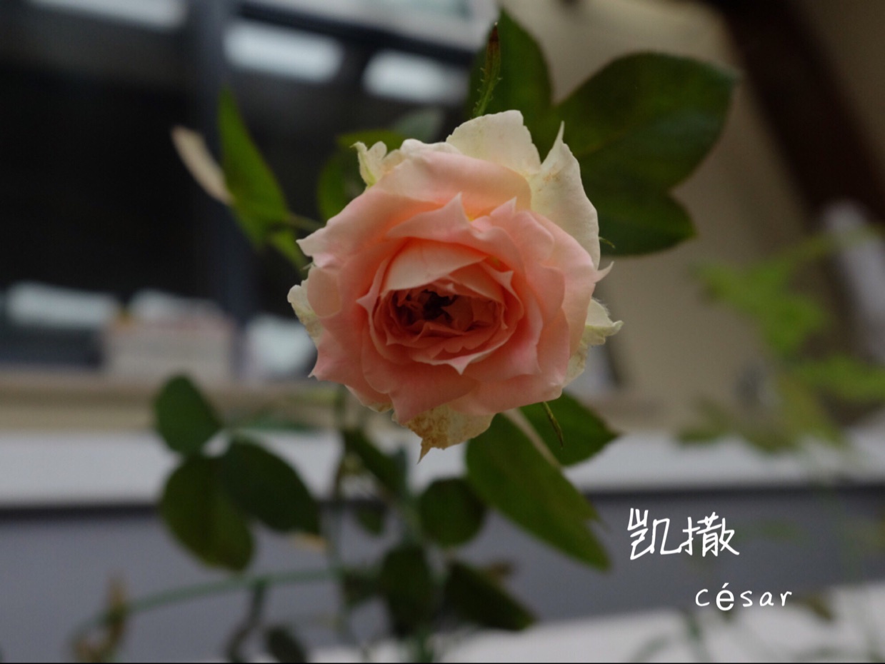 就像花一样开，灿烂又美好