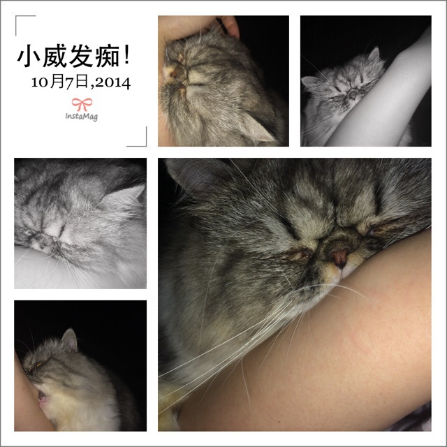 少爷威廉的快乐生活