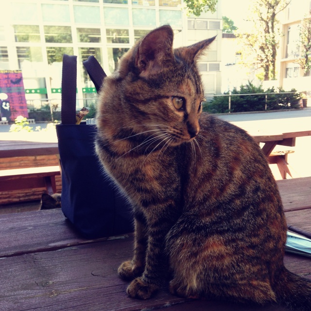 纪录日本一年的生活(((o(*ﾟ▽ﾟ*)o)))