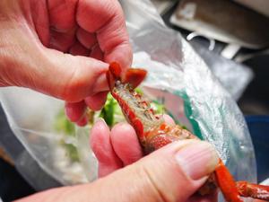 【盒马厨房】老干妈豆豉风味小龙虾的做法 步骤3