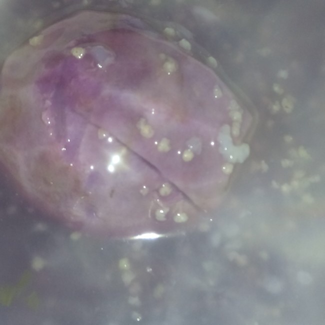 紫薯小米粥