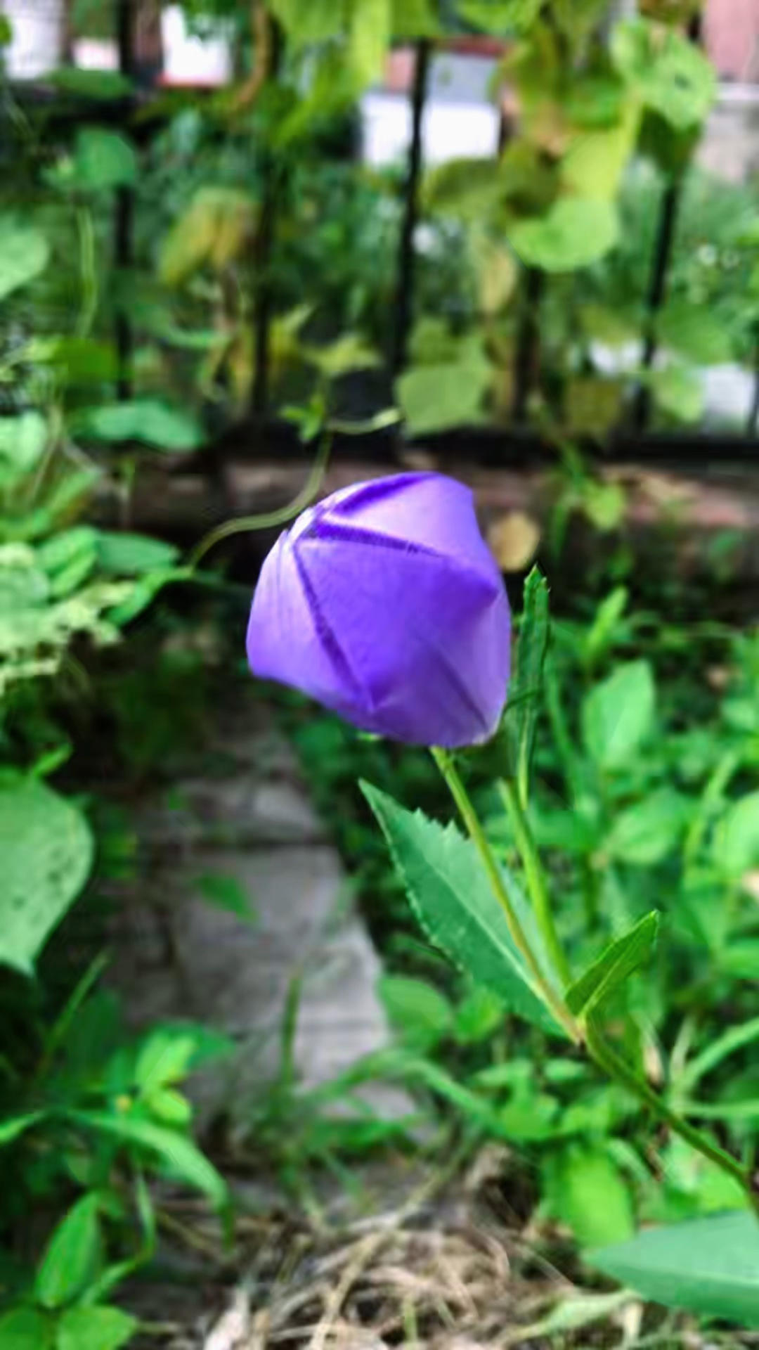 我的小菜园
