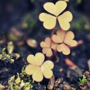 乌里马里珍珠米-1