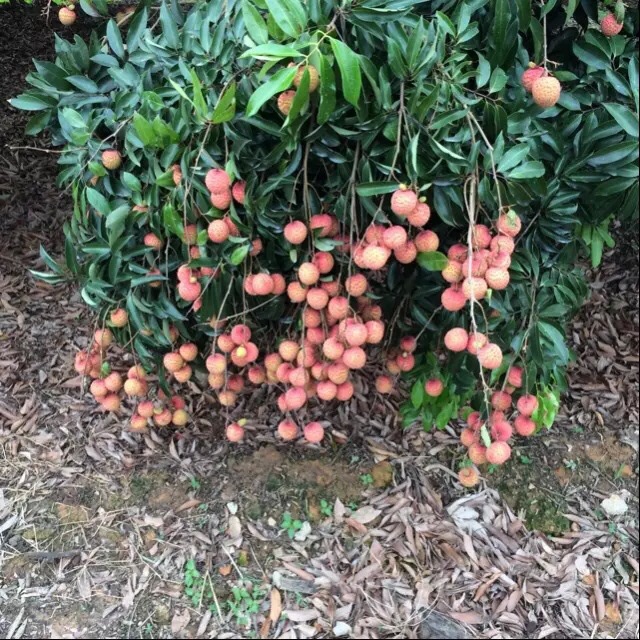 荔枝