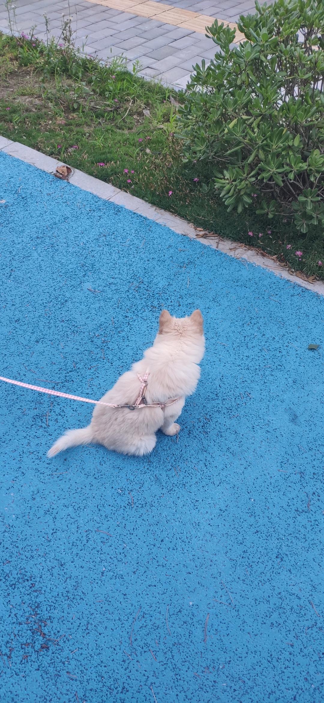香椿拌面，低卡营养又好吃