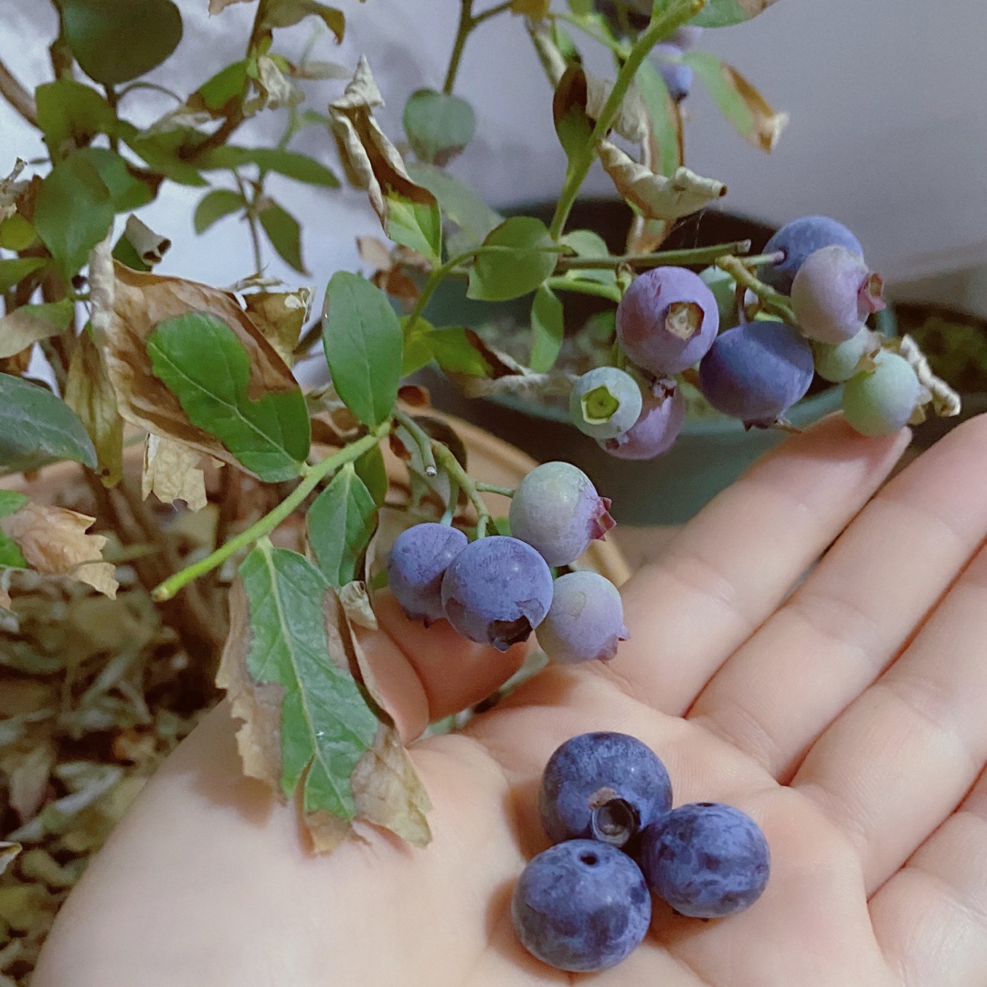 😋【蓝莓渐变慕斯】不用烤箱就能做的神仙美食！