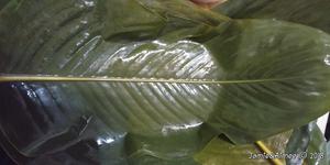 广西大肉粽、年粽、绿豆板栗肉粽(粽模版)的做法 步骤14