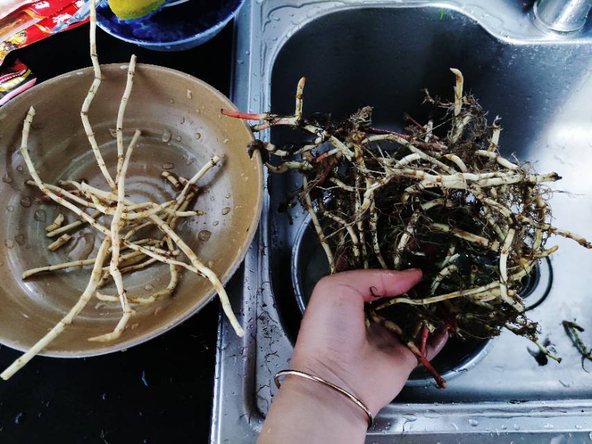 凉拌鱼腥草