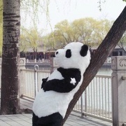 Panda妍