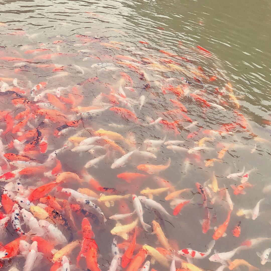 远方是哪里
