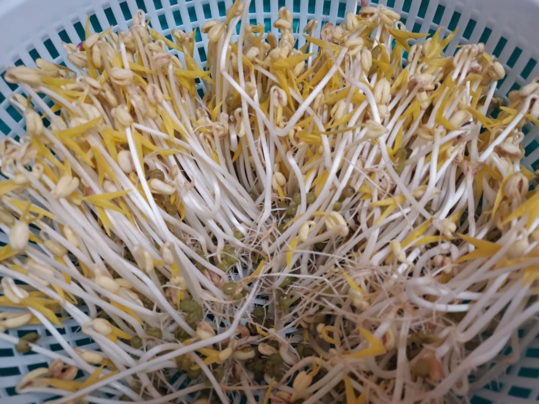 自发绿豆芽/自生豆芽/自制豆芽