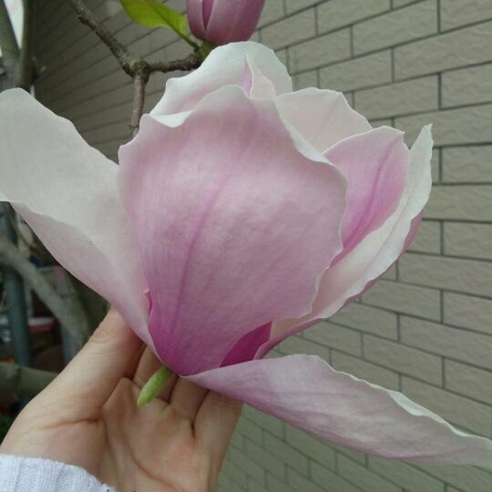 黔西玉儿