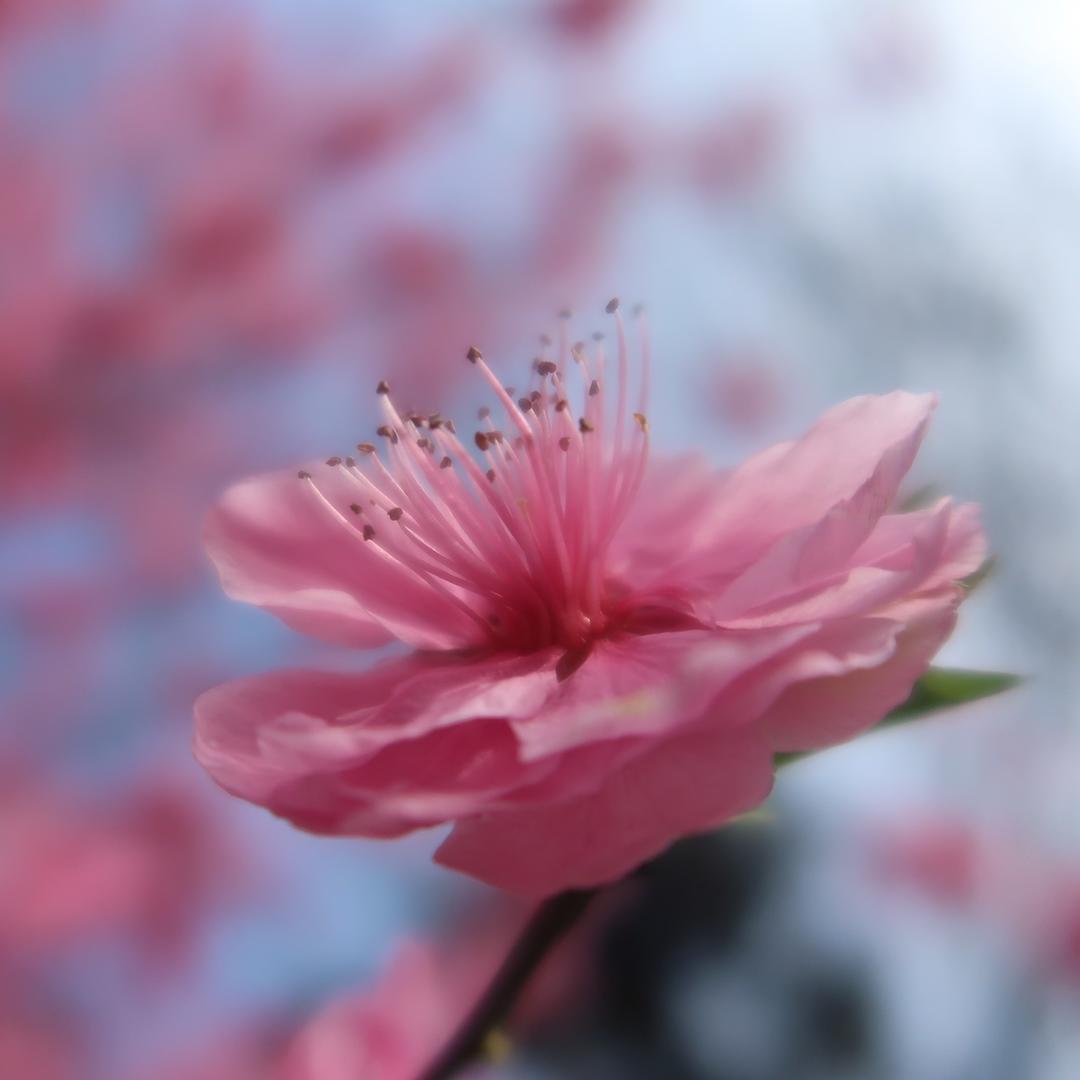鱼9065_ajpw
