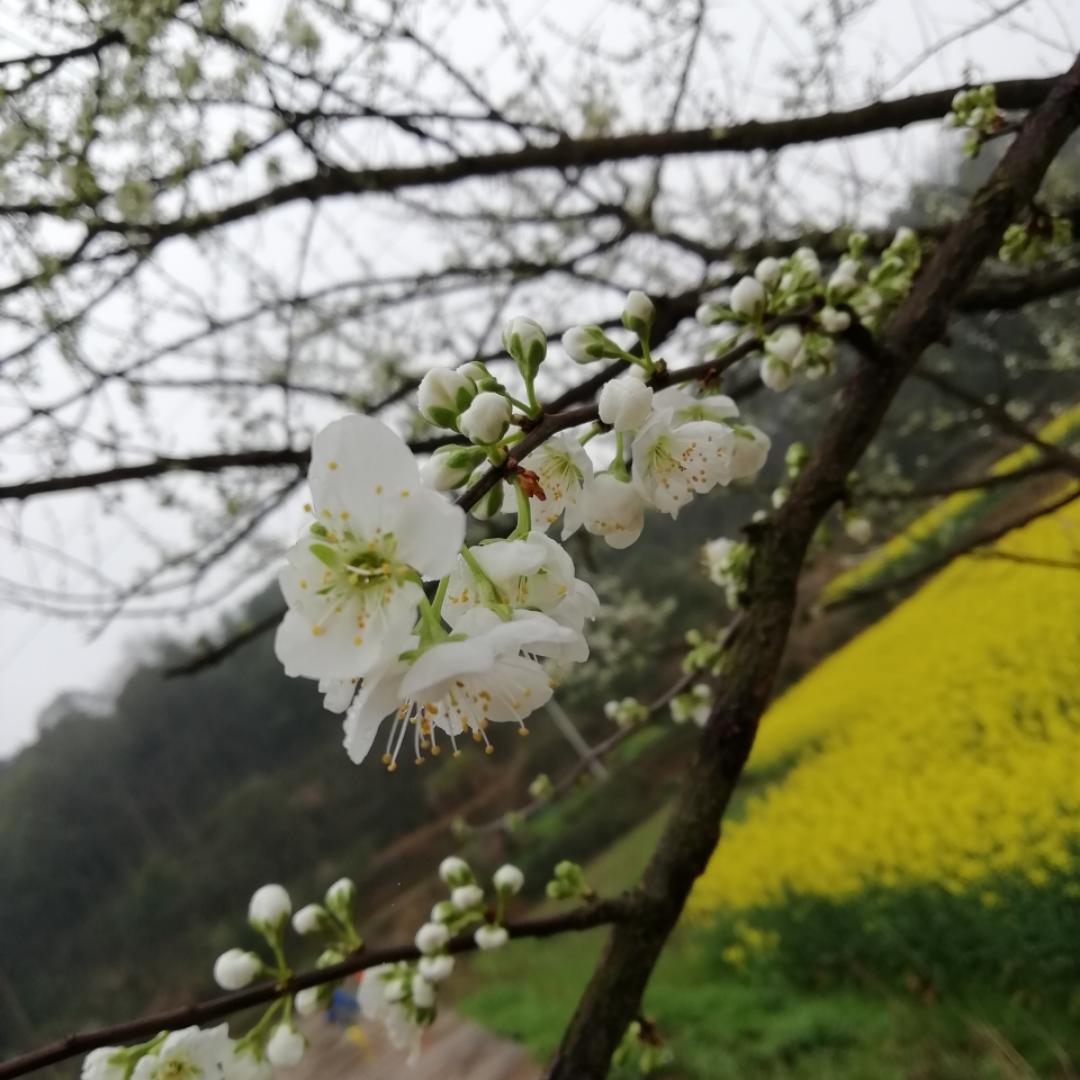 平静的灰土豆