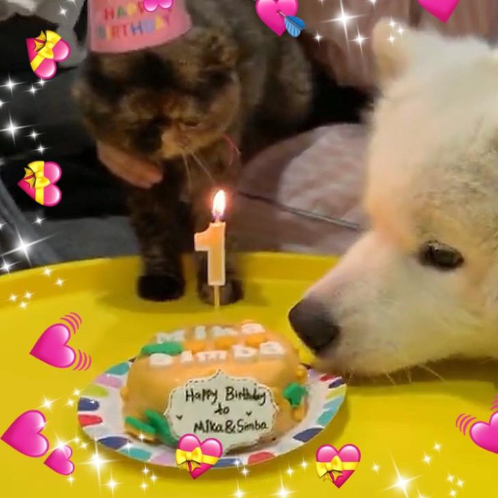 鳗鱼寿司饭的一餐