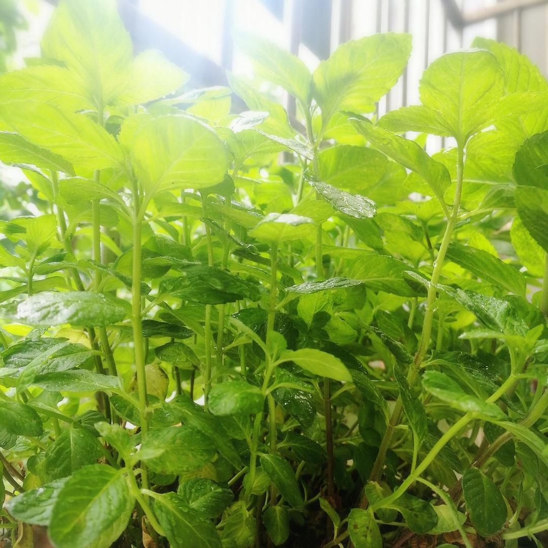薄荷种植手册，如何把你的薄荷养到爆盆